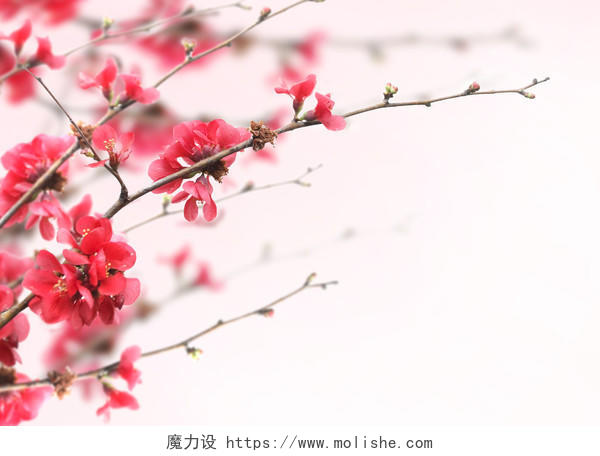 在白色背景美丽粉色樱花传统二十四节气24节气春分